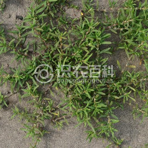 柑橘黄叶症状示例1
