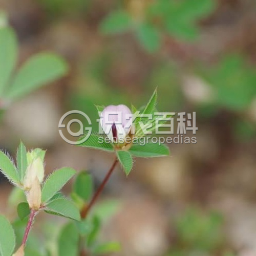 柑橘黄叶症状示例1