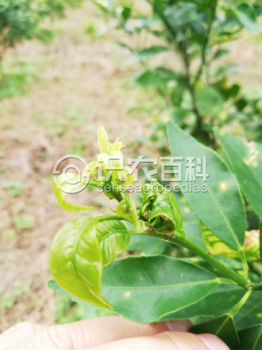 柑橘黄叶症状示例2
