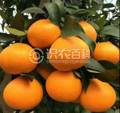 红美人