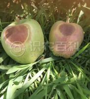 柑橘黄叶症状示例0