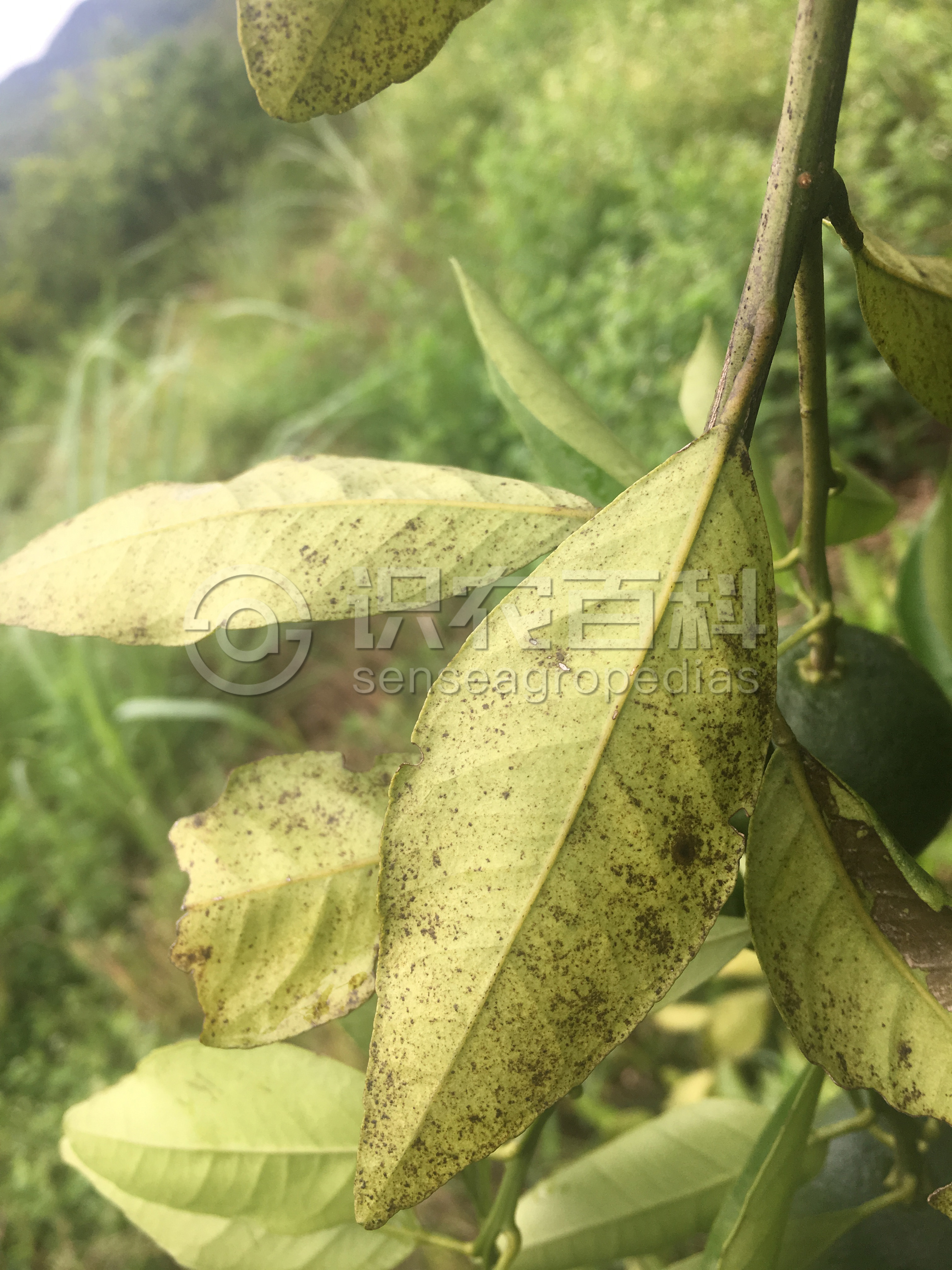 柑橘黄叶症状示例1