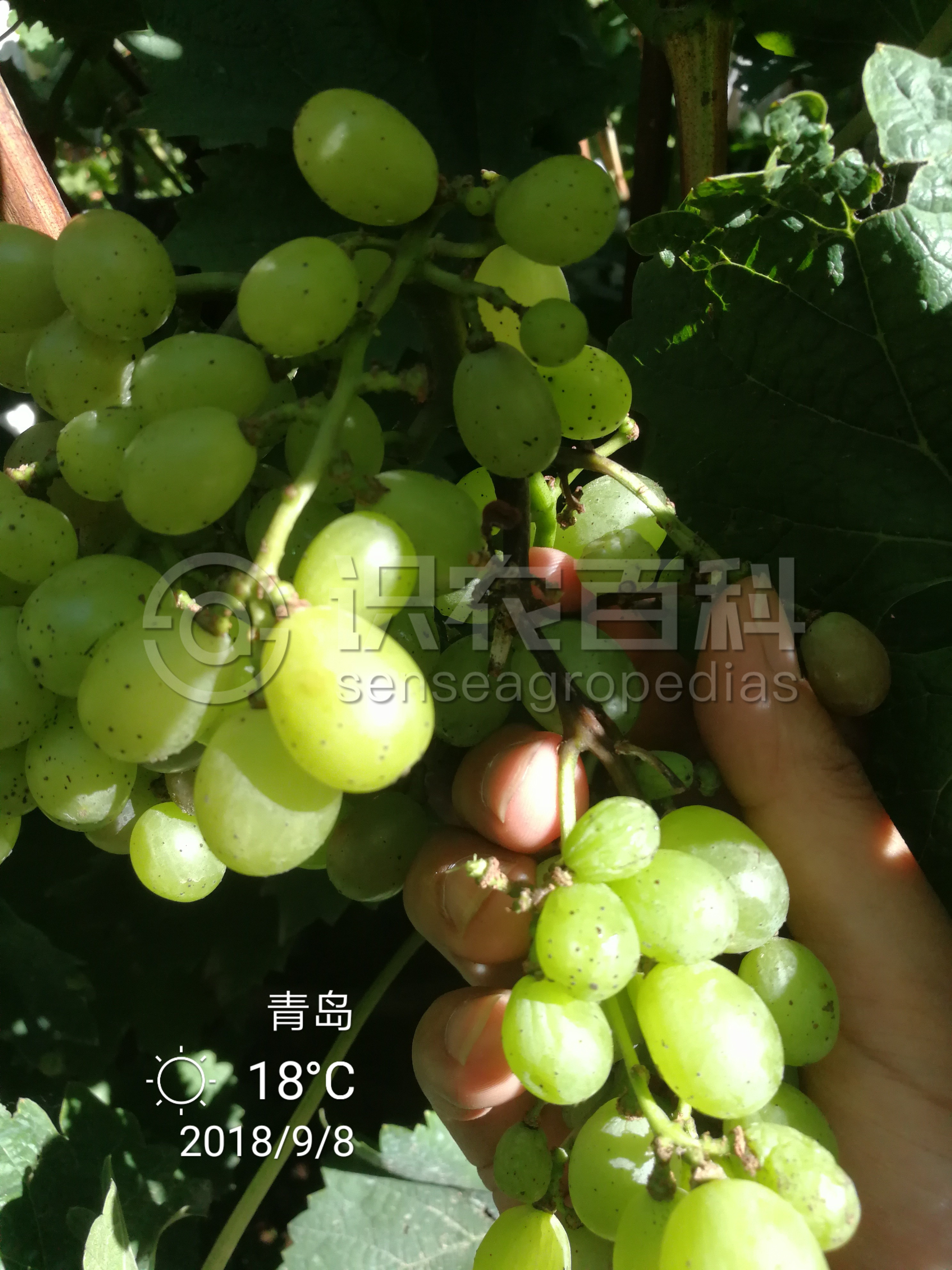 柑橘黄叶症状示例3