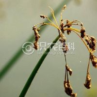 柑橘黄叶症状示例0