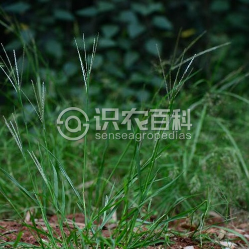 柑橘黄叶症状示例3