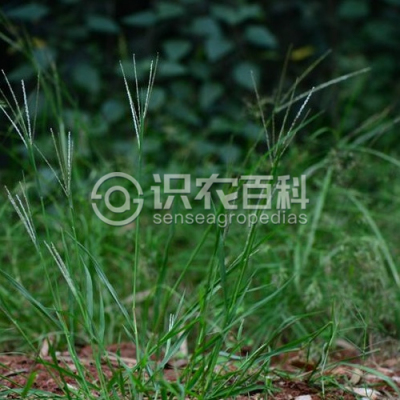 三数马唐