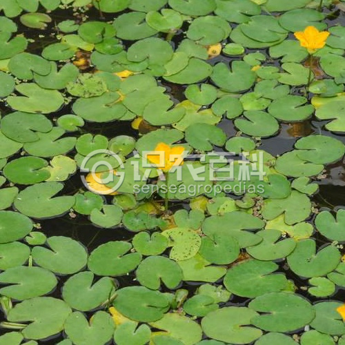 柑橘黄叶症状示例1