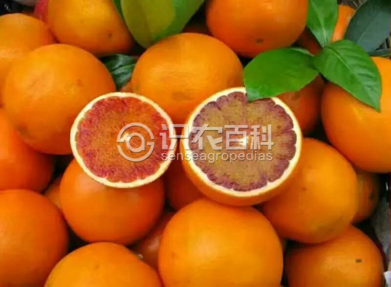 柑橘黄叶症状示例3