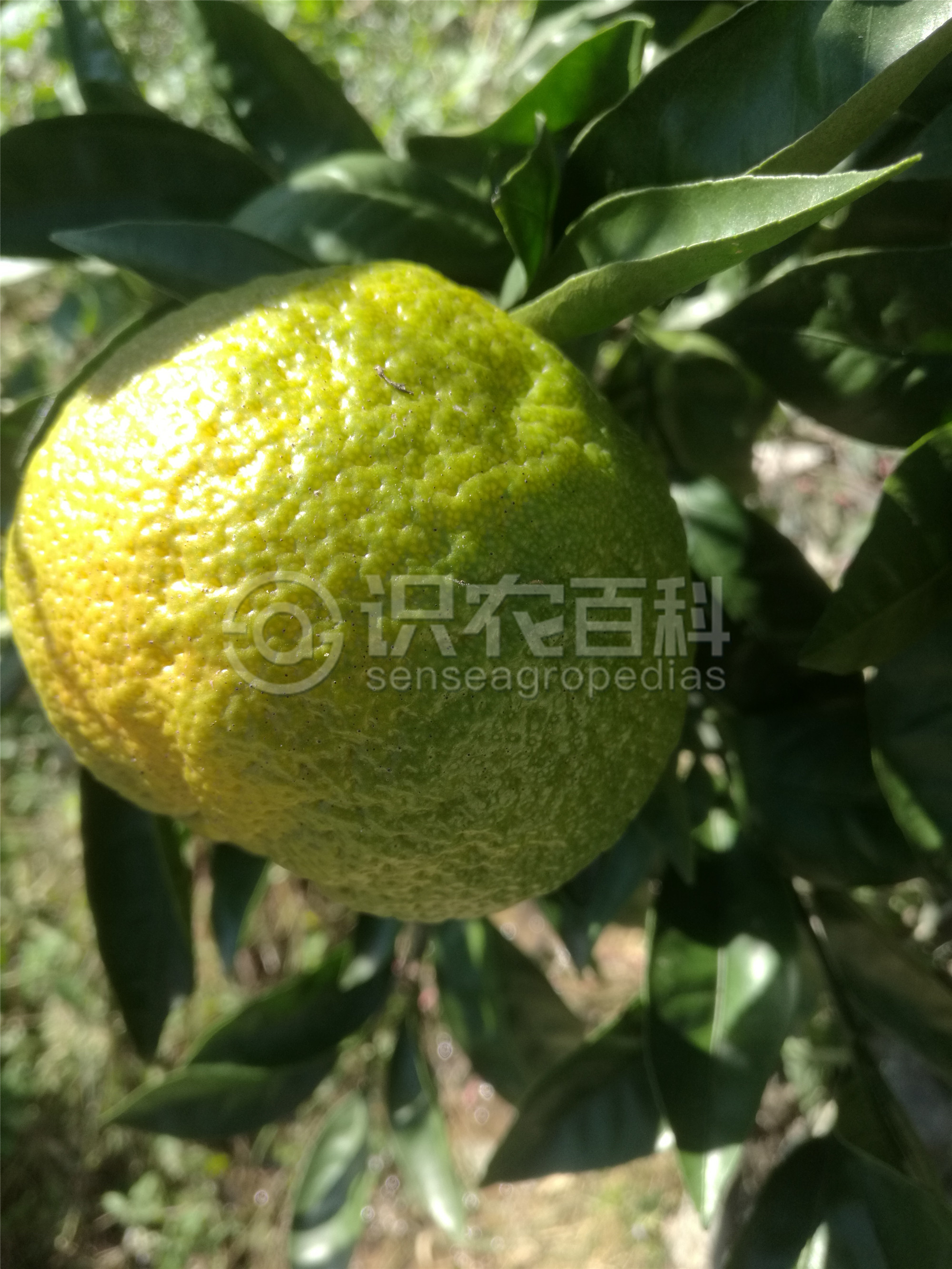 柑橘黄叶症状示例4