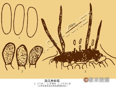南瓜炭疽病