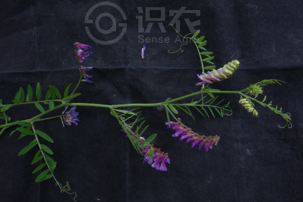 柑橘黄叶症状示例2