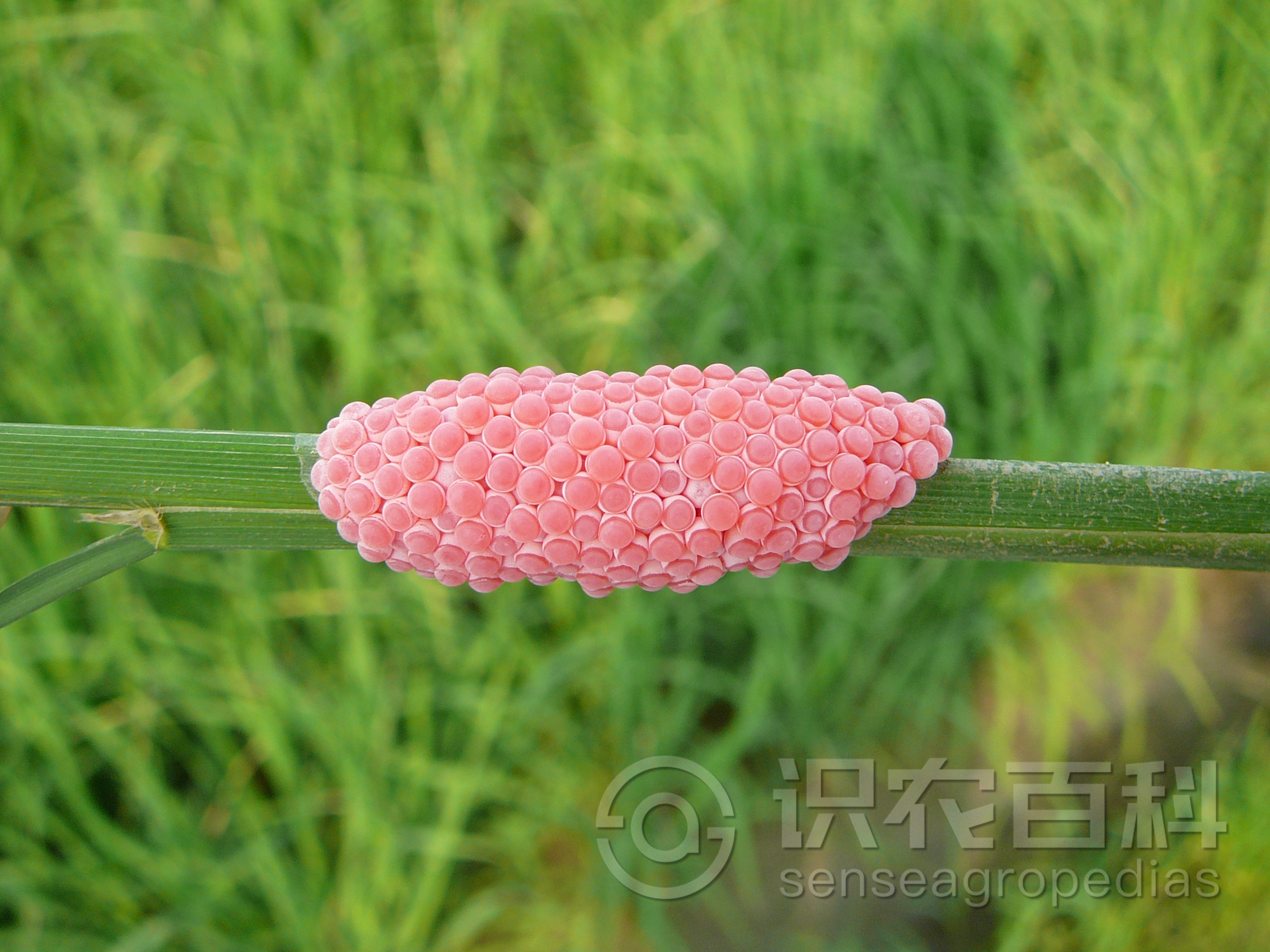 柑橘黄叶症状示例3