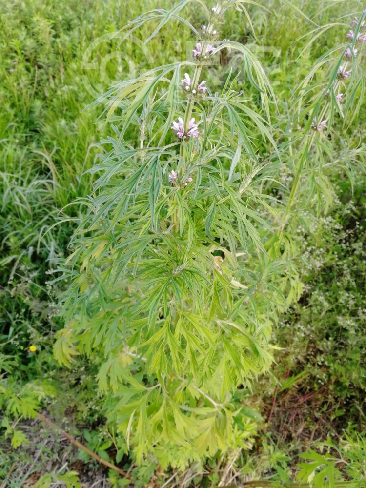 柑橘黄叶症状示例1