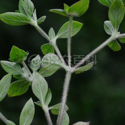阔叶丰花草