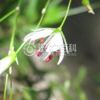 柑橘黄叶症状示例0