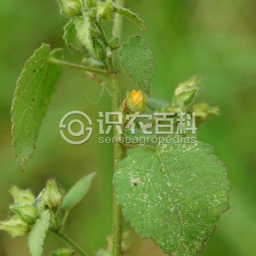 柑橘黄叶症状示例3