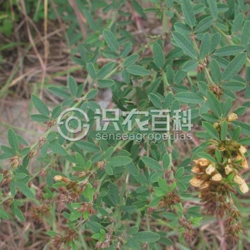 柑橘黄叶症状示例2