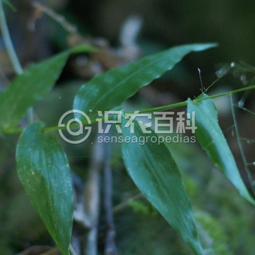 柑橘黄叶症状示例3