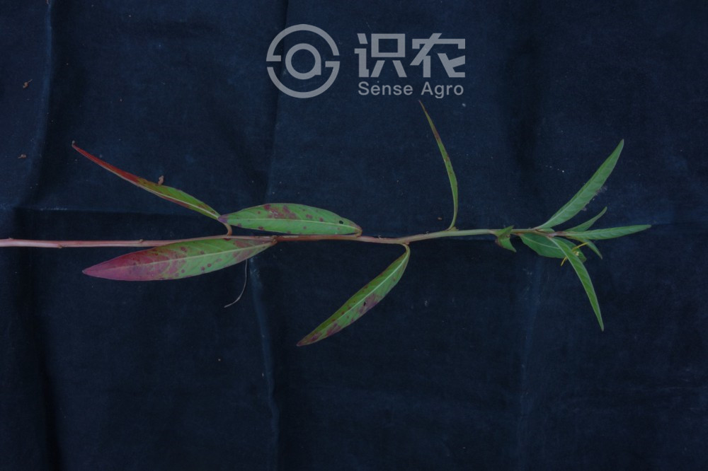柑橘黄叶症状示例3