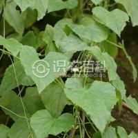 柑橘黄叶症状示例0