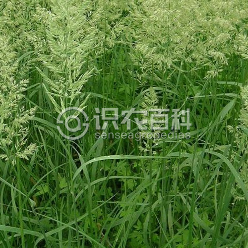 柑橘黄叶症状示例3