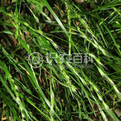 小颖羊茅