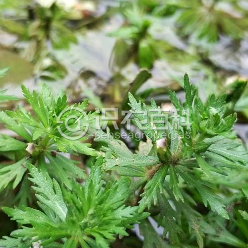 柑橘黄叶症状示例2