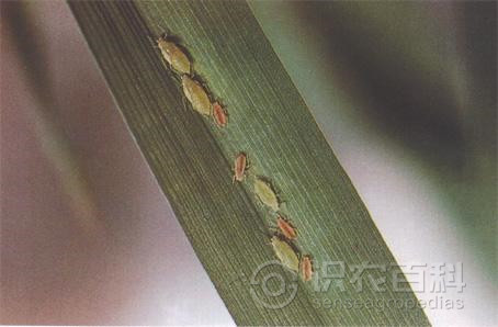 柑橘黄叶症状示例2