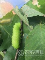 柑橘黄叶症状示例0