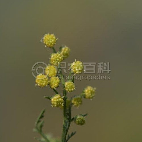 柑橘黄叶症状示例1