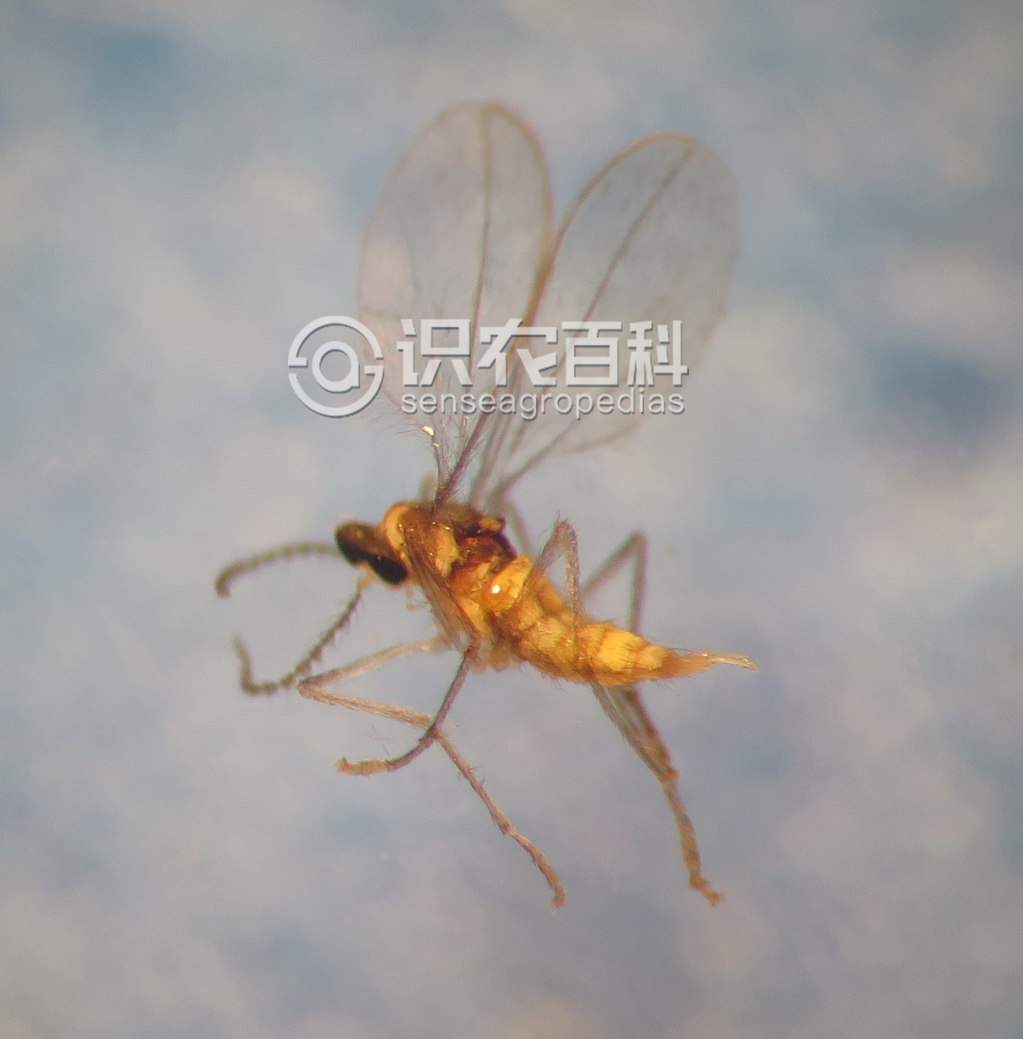 柑橘黄叶症状示例1