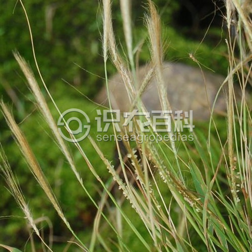 柑橘黄叶症状示例1