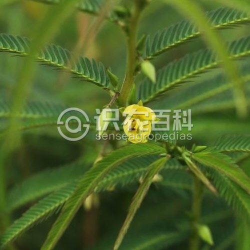 柑橘黄叶症状示例1