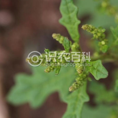 菊叶香藜