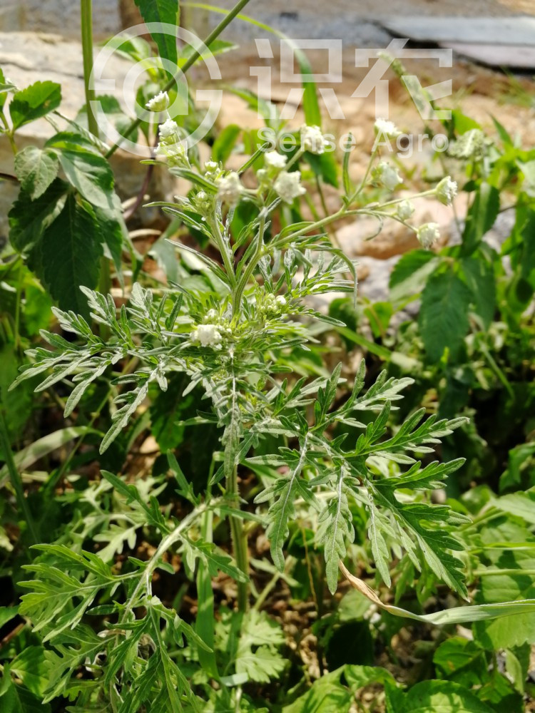 柑橘黄叶症状示例6