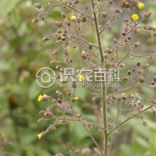 柑橘黄叶症状示例3