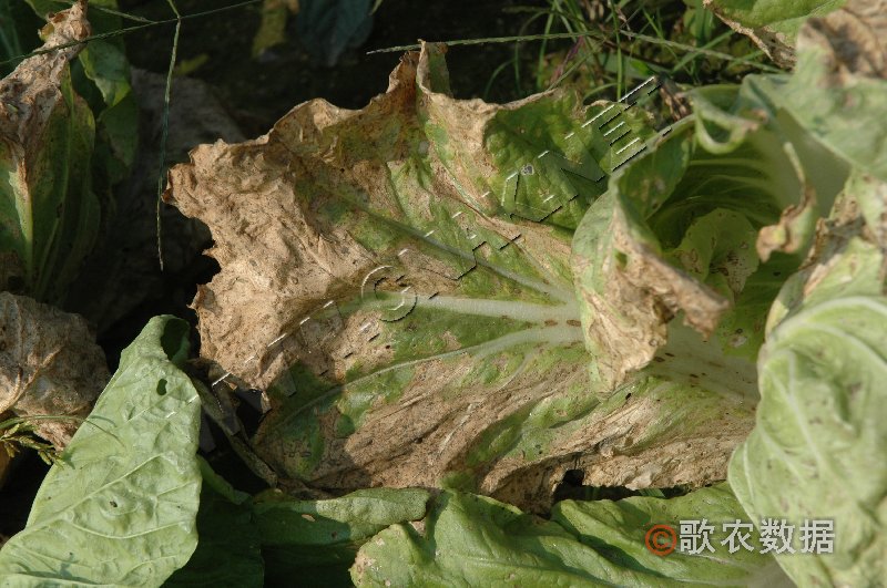 柑橘黄叶症状示例2