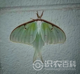 柑橘黄叶症状示例2
