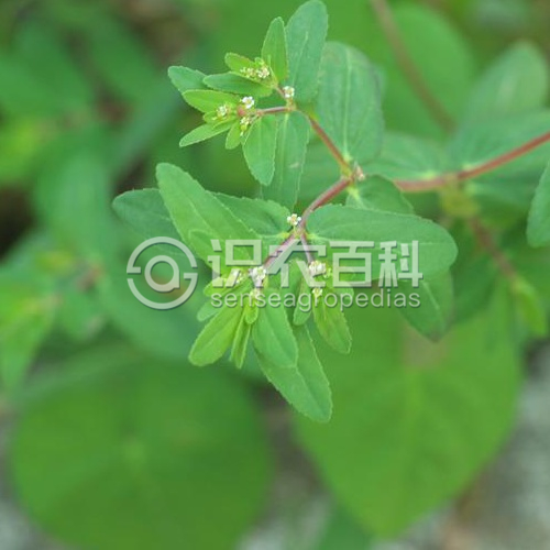 柑橘黄叶症状示例1
