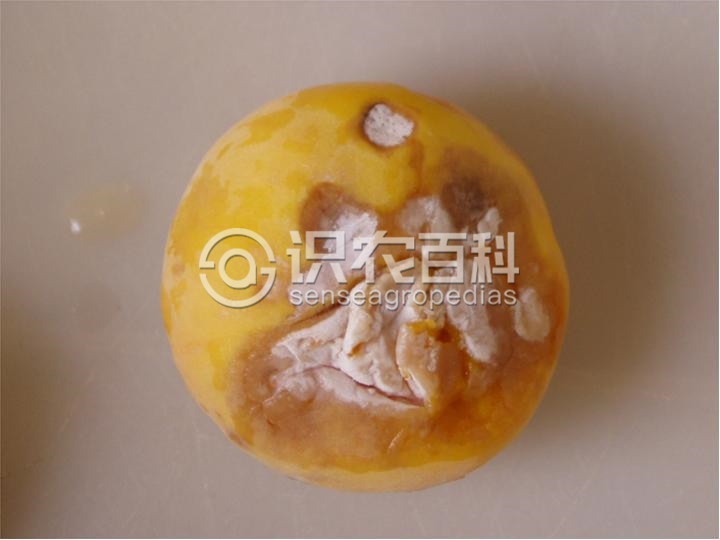 柑橘黄叶症状示例1