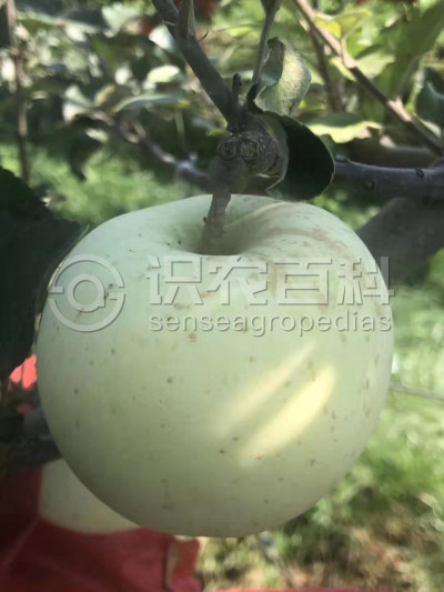 苹果果锈病