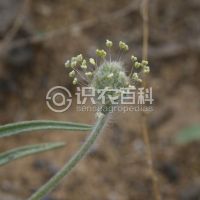 柑橘黄叶症状示例0