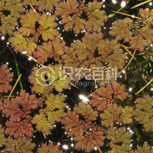 柑橘黄叶症状示例3