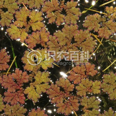 满江红