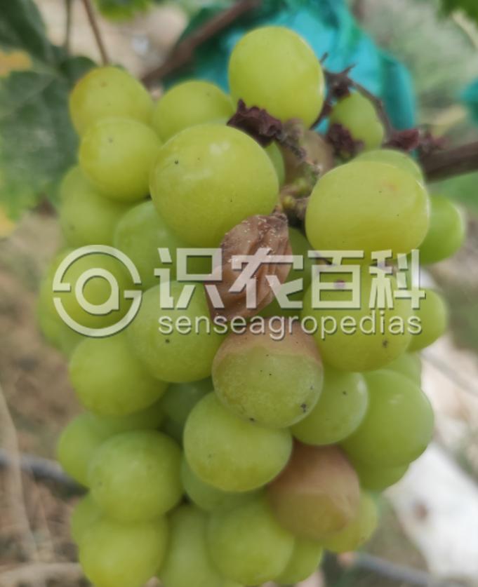 柑橘黄叶症状示例4