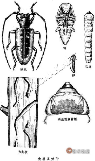光肩星天牛