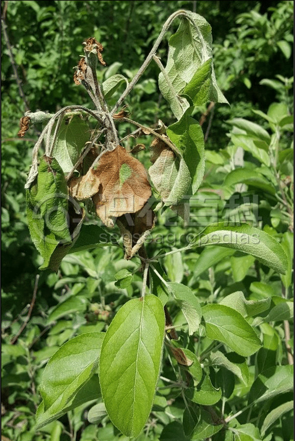 柑橘黄叶症状示例1