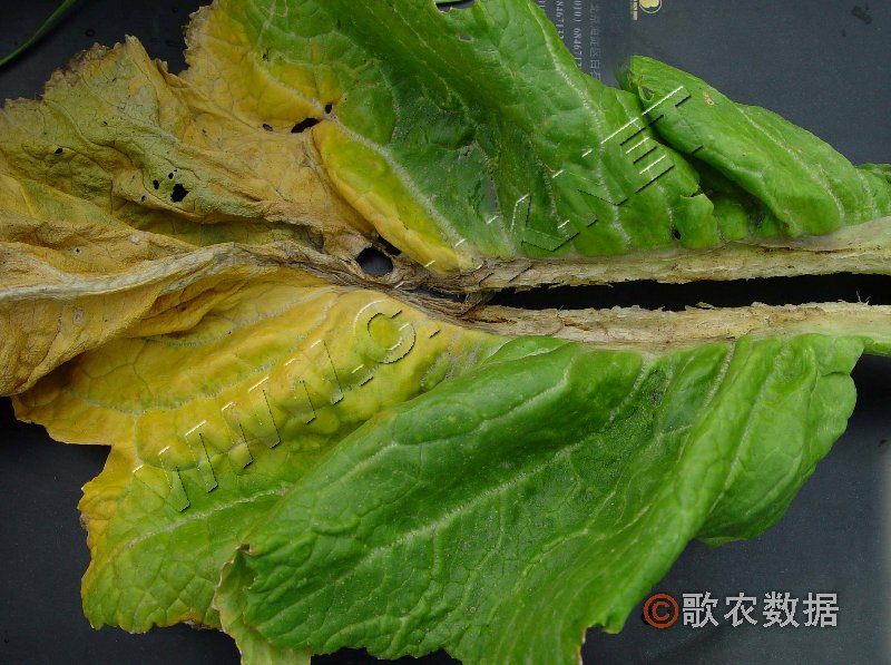 柑橘黄叶症状示例0