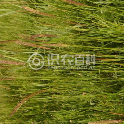 短芒大麦草