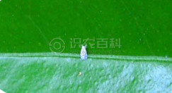 马氏粉虱